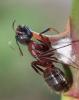 Camponotus ligniperda